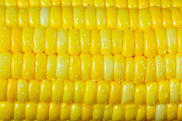 Macro toned photo of wet washed sweet corn ears. Background for healthy food and GMO free products.Diet nutrition and fresh vegetables. Vegan and vegetarian background