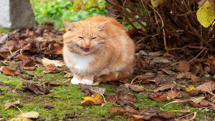 Naklejka na ściany i meble Meowing red cat in the garden. Autumn Time. Horizontal orientation. 