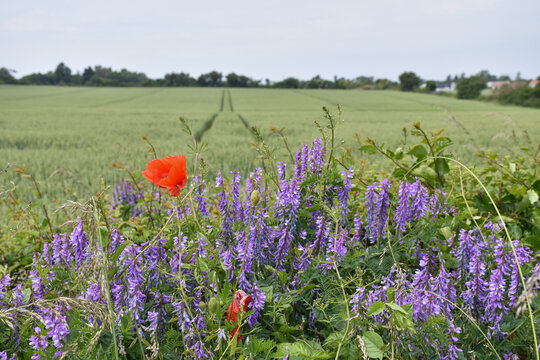 Blue And Red Summer Flowers