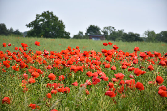 Blossom poppies in a field