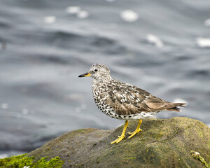 A Surfbird (Aphriza virgata) walks along the shore near Ballona Creek, Los Angeles, CA.
