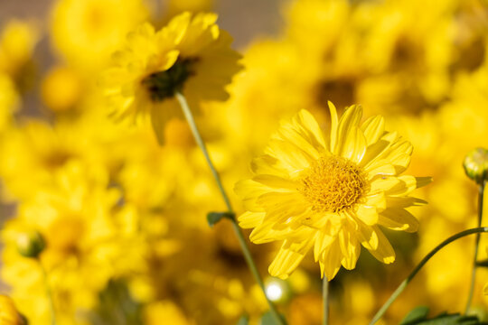 Closed Up Of Yellow Color Chrysanthemum Flower Background