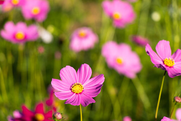 Fototapeta premium Beautiful pink color cosmos (Mexican aster) flower background