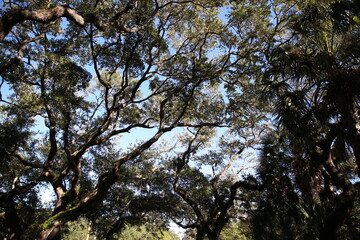 ramas de arboles gigantes