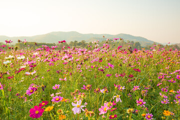 Beautiful and amazing of cosmos flower field landscape in sunset. nature wallpaper background.