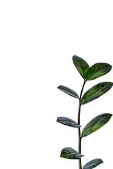 Fototapeta na wymiar Houseplant - Zamioculcas Zamiifolia Black ZZ Plant Rare Aroid Air Purifier, Vertical leaves isolated over white.