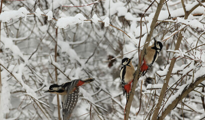 Motley large woodpeckers among snowy branches ...