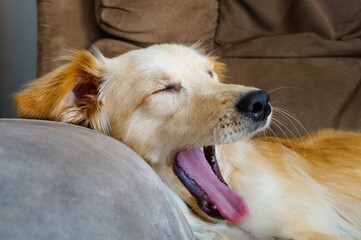 Perro despertando de siesta en el sofa por la tarde 