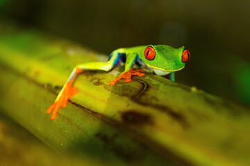 Red eyed tree frog (Agalychnis callidryas) on banana plant climbing upwards, Tortuguero national park, Costa Rica.
