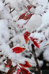雪をかぶったブルーベリーの葉っぱ