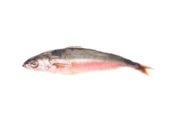 Red-eyed sea fish on white background, isolate. Fresh tasty fish for cooking, studio shot