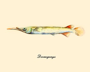 Dermogenys pusilla fish, watercolor drawing, aquarium fish, digital illustration.