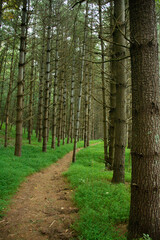 pine forest plantation along the new river, north carolina, appalachia
