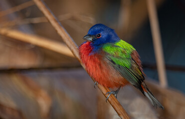 Painted Bunting in Florida 