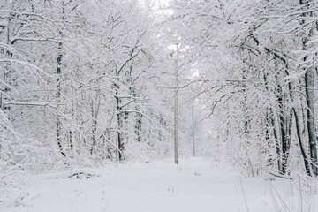 A road in a winter snow-covered forest