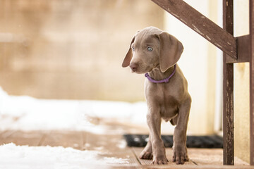 Fototapeta premium Weimaraner Welpen entdecken die Welt im Schnee