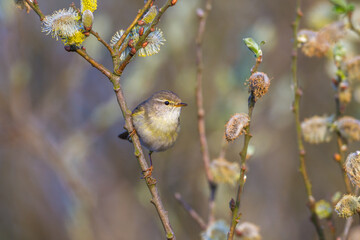 Fitis (Phylloscopus trochilus)