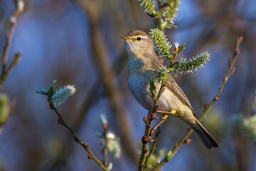 Fitis (Phylloscopus trochilus)