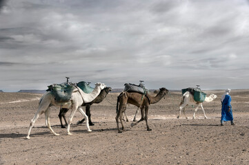 Camels caravan in Sahara desert, along the sand dunes of Erg Chigaga, Morocco, Africa