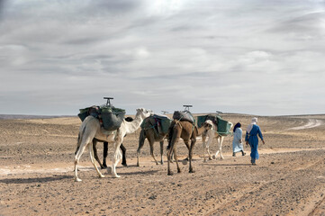 Caravan in Sahara Desert, Africa
