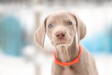 Fototapeta premium Weimaraner Welpen entdecken die Welt im Schnee