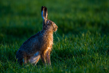 Feldhase (Lepus europaeus)