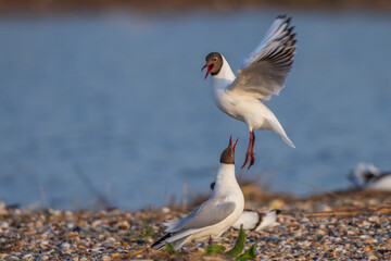 Lachmöwen (Larus ridibundus) Paarungsritual