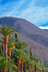 Fototapeta na wymiar Avenue of palm trees against the background of spring mountains, clear sunny day.