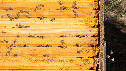 Bees in a comb producing honey, selective focus shot on bees