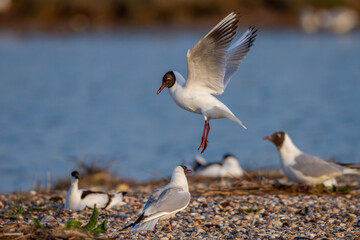 Lachmöwen (Larus ridibundus) Paarungsritual