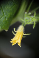 Male flowers of cucumber in the garden.