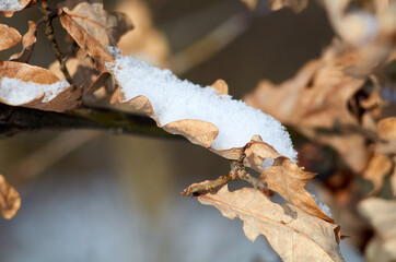 Snow on the dried oak leaves