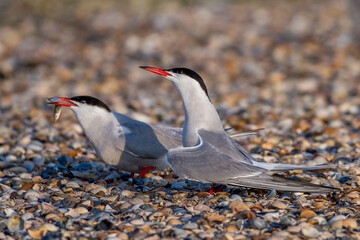 Flußseeschwalben (Sterna hirundo) Balzfütterung