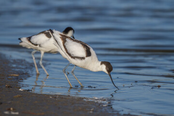 Säbelschnäbler (Recurvirostra avosetta)