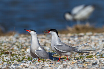 Flußseeschwalbe (Sterna hirundo)