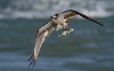 Fototapeta premium An osprey fishing in Florida 