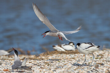 Flußseeschwalbe (Sterna hirundo)