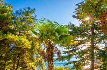 Palm trees and fir trees in the park near the sea.