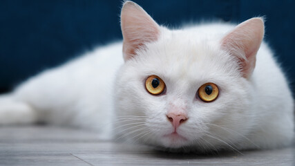 a beautiful white cat lies in front of the camera and carefully watches what is happening.