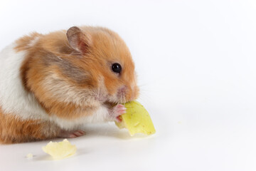 This hungry Syrian hamster eats a slice of apple. Studio photography. Eating pet close up.