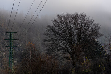 power pole and big tree in the fog in autumn
