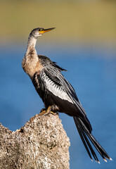 An Anhinga in Florida 