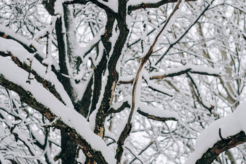 Abstract landscape of black branches covered with fresh snow