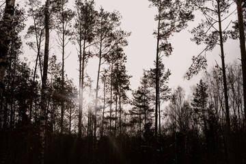 foret coucher de soleil ombre
