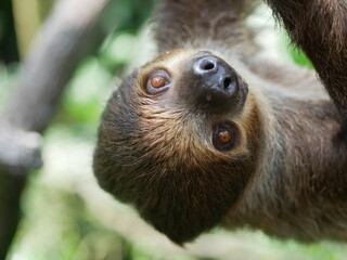 Portrait of a sloth in a tropical forest hanging upside down