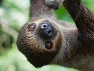 Portrait of a sloth in a tropical forest hanging upside down © Cathrine