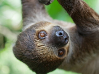 Portrait of a sloth in a tropical forest hanging upside down