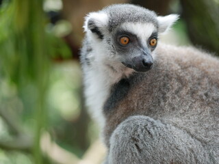 Ring tailed lemur in the wild looking behind its shoulder