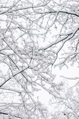 Abstract landscape of black branches covered with fresh snow