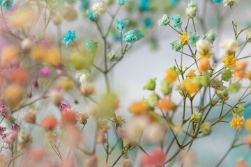 multi-colored flowers of gypsophila close-up macro